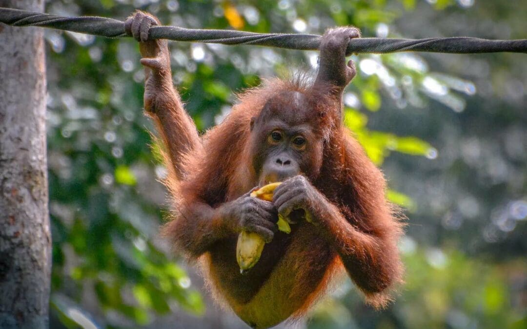 Ape index: How big is the advantage in climbing?